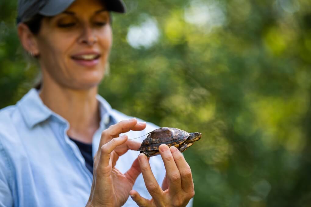 Professor (slightly out of focus) holds a small turtle with tracking device on its back. 